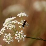 Kleine Bibernelle, mit solitärer Wespe, Waldbröl